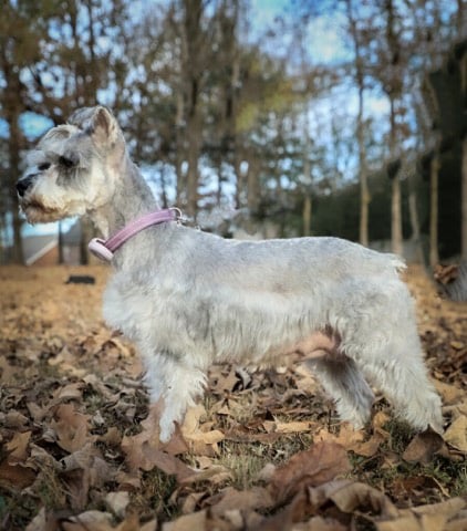 charlie-schnauzer