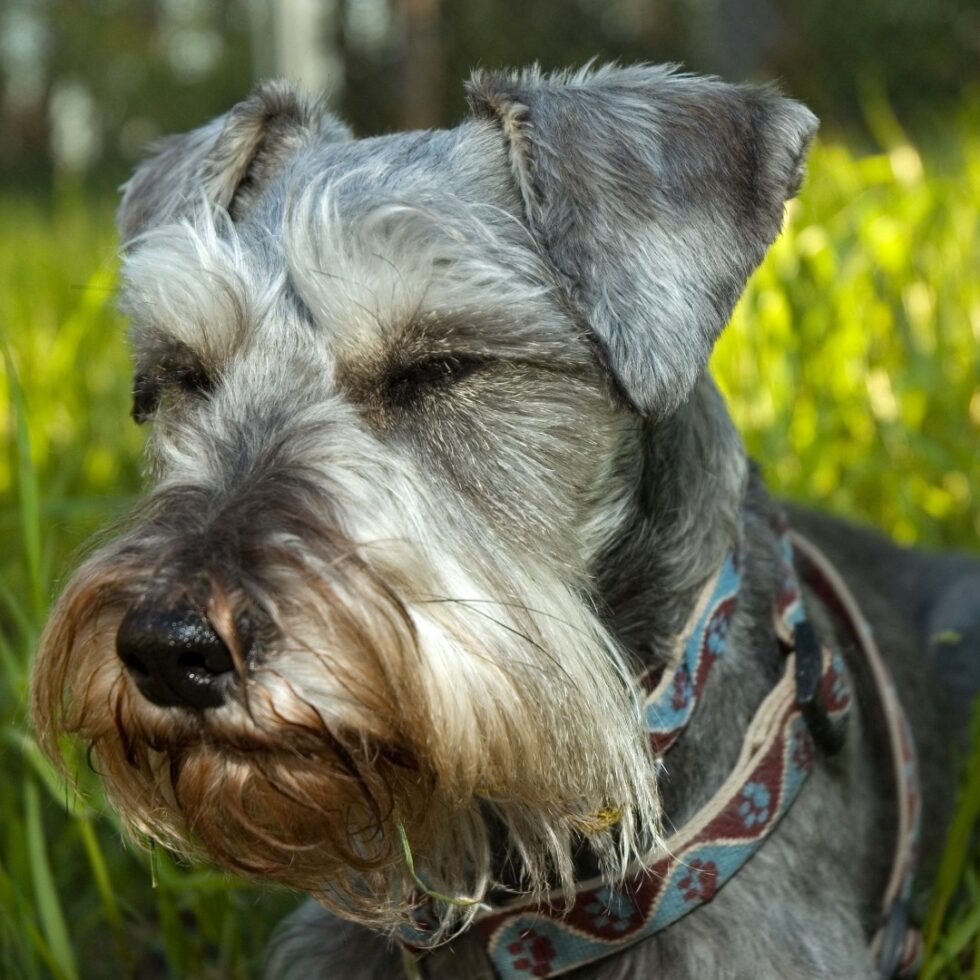 Snuzer About The Breed | Miniature Schnauzers