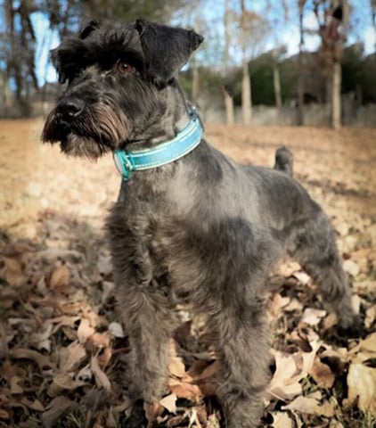 taurus-schnauzer